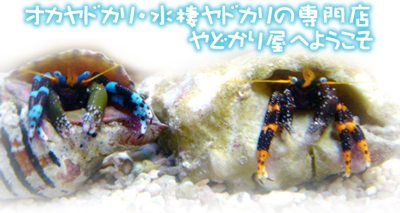 ヤドカリ専門店やどかり屋へようこそ!