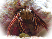 ダンダラヒメヨコバサミ