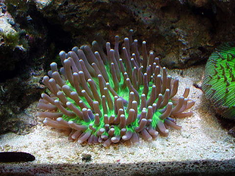 pINTrCV