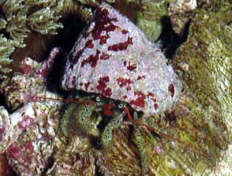 PAVzhJ
