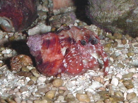 Paguridae sp ?
